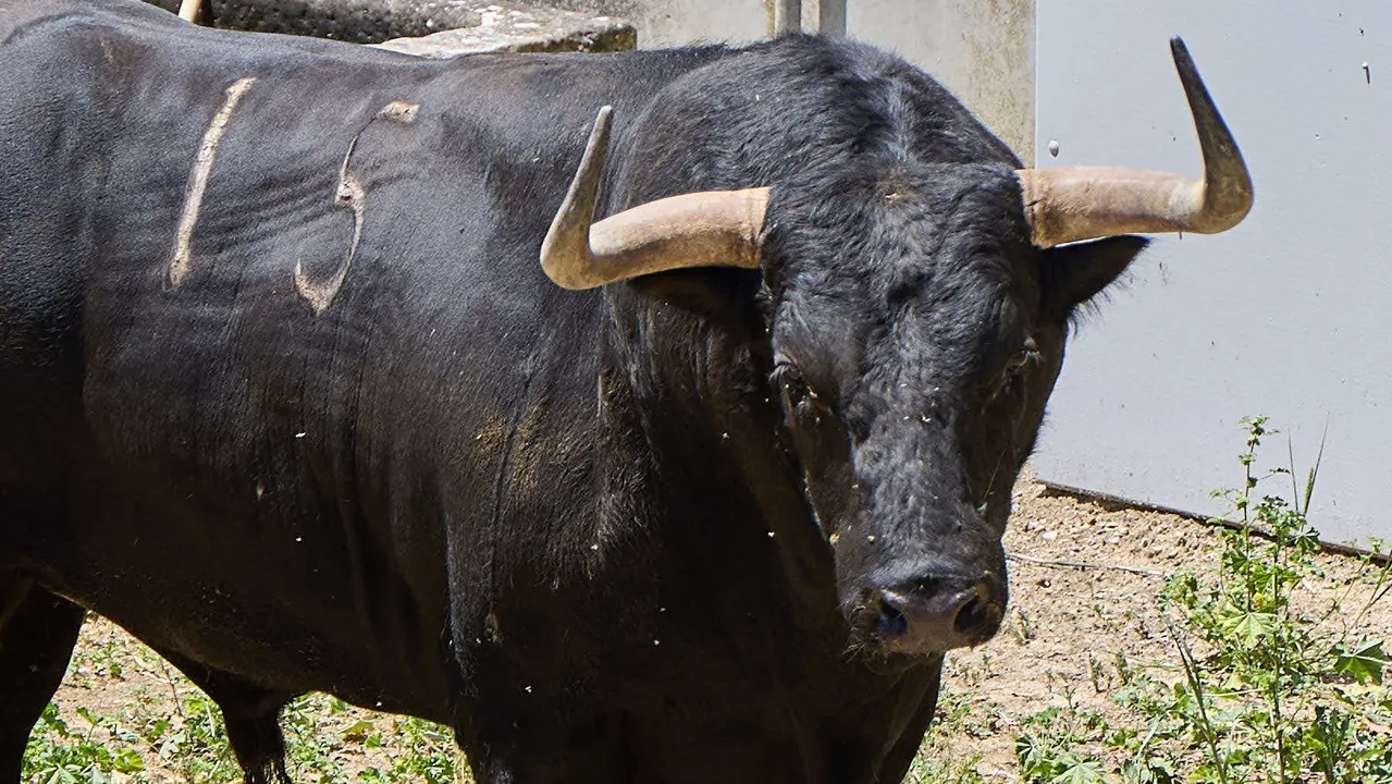 El toro 'Orgulloso' (nº 15) de la ganadería de Fuente Ymbro (7 de julio), negro bragado, y de 590 kilos de peso, en los Corrales del Gas de Pamplona para San Fermín 2025. IÑIGO ALZUGARAY