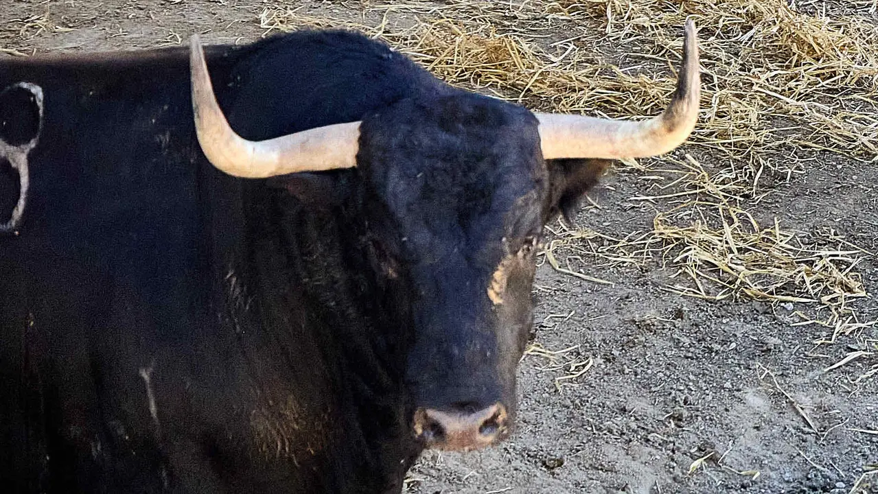 El toro 'Previsor' (nº 38) de la ganadería de Fuente Ymbro (7 de julio), negro listón bragado meano, y de 585 kilos de peso, en los Corrales del Gas de Pamplona para San Fermín 2025. IÑIGO ALZUGARAY