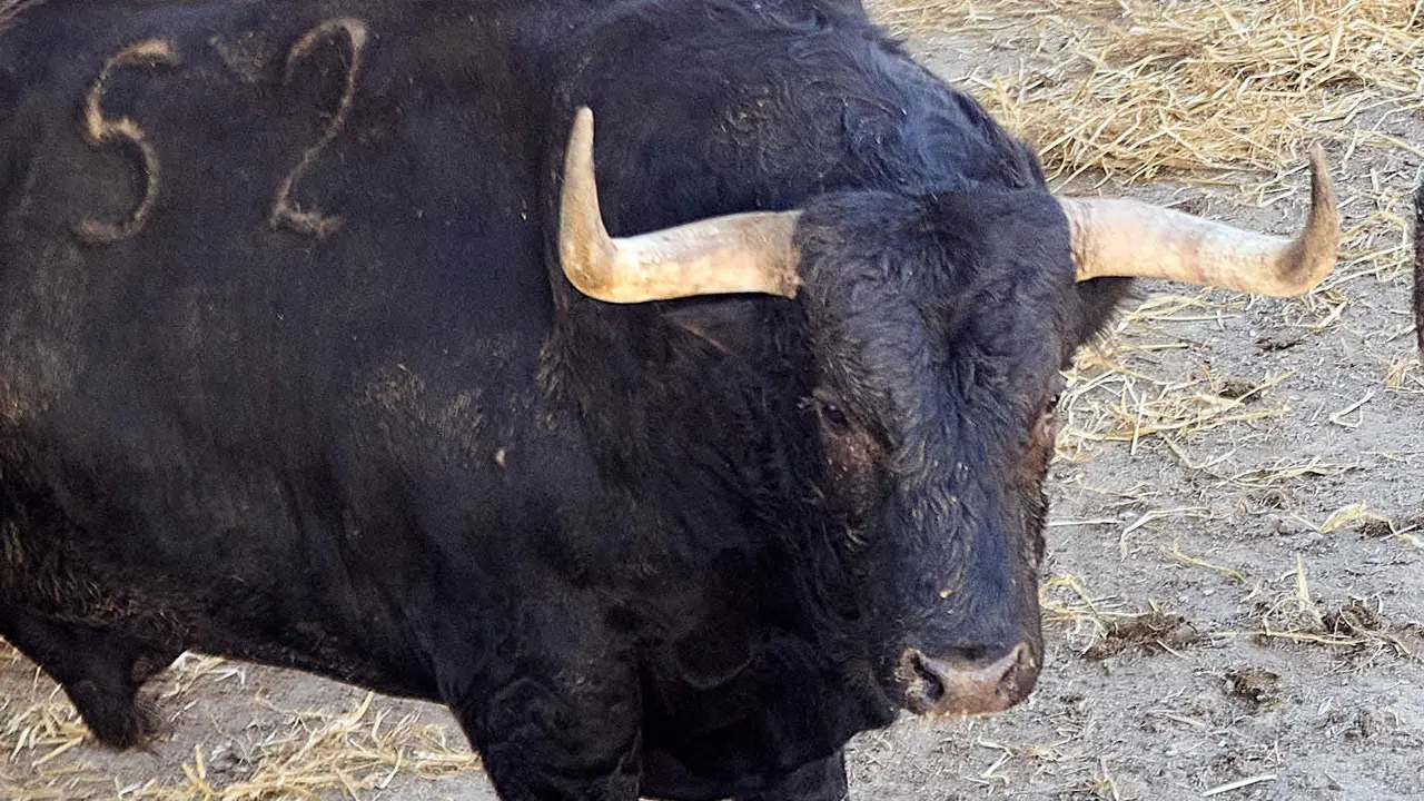 El toro 'Sacacuartos' (nº 52) de la ganadería de Fuente Ymbro (7 de julio), negro listón bragado, y de 585 kilos de peso, en los Corrales del Gas de Pamplona para San Fermín 2025. IÑIGO ALZUGARAY