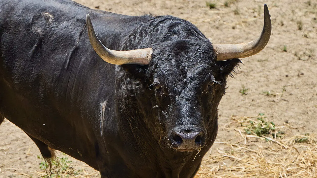 El toro 'Zalagarda' (nº 97) de la ganadería de Fuente Ymbro (7 de julio), negro bragado meano, y de 610 kilos de peso, en los Corrales del Gas de Pamplona para San Fermín 2025. IÑIGO ALZUGARAY
