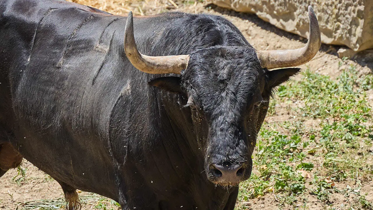 El toro 'Primoroso' (nº 114) de la ganadería de Fuente Ymbro (7 de julio), negro listón bragado meano, y de 590 kilos de peso, en los Corrales del Gas de Pamplona para San Fermín 2025. IÑIGO ALZUGARAY
