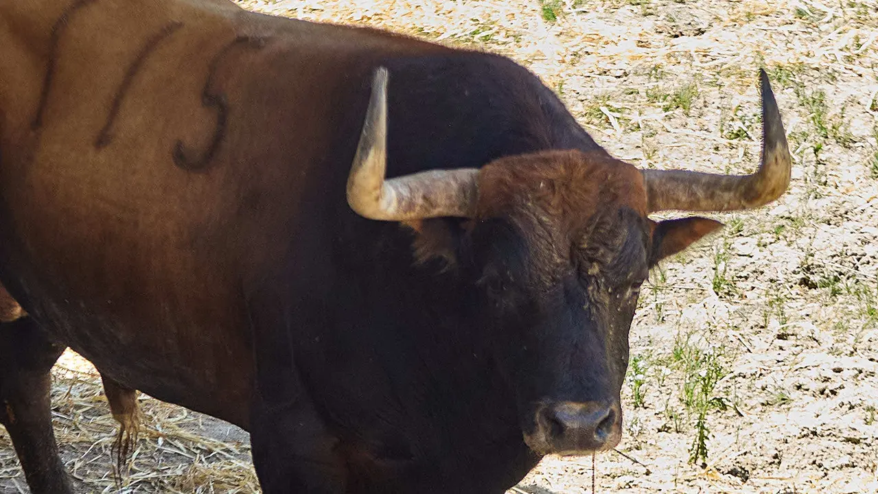 El toro 'Tramposo' (nº 115) de la ganadería de Fuente Ymbro (7 de julio), castaño meano bragado corrido, y de 560 kilos de peso, en los Corrales del Gas de Pamplona para San Fermín 2025. IÑIGO ALZUGARAY