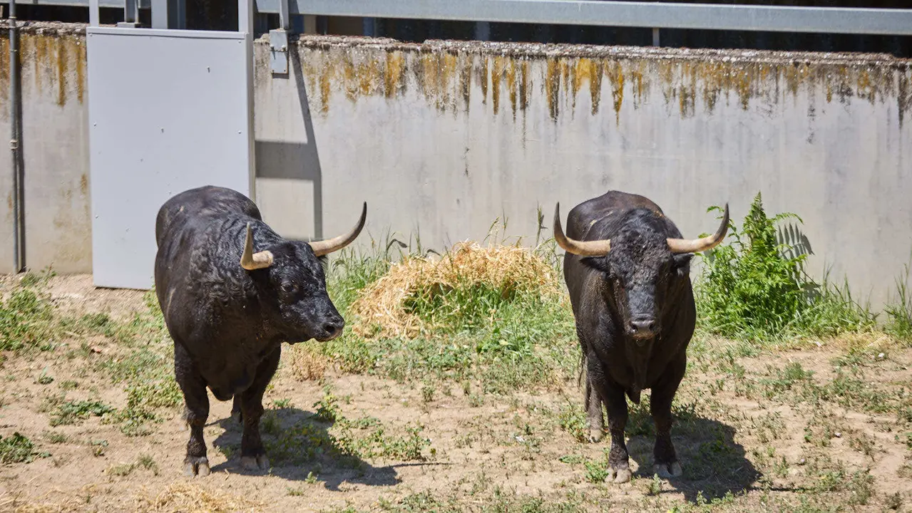 Toros de la ganadería de Fuente Ymbro (encierro del 7 de julio) en los Corrales del Gas preparados para San Fermín 2025. IÑIGO ALZUGARAY