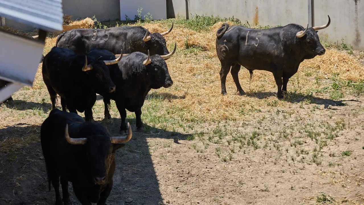 Toros de la ganadería de Fuente Ymbro (encierro del 7 de julio) en los Corrales del Gas preparados para San Fermín 2025. IÑIGO ALZUGARAY