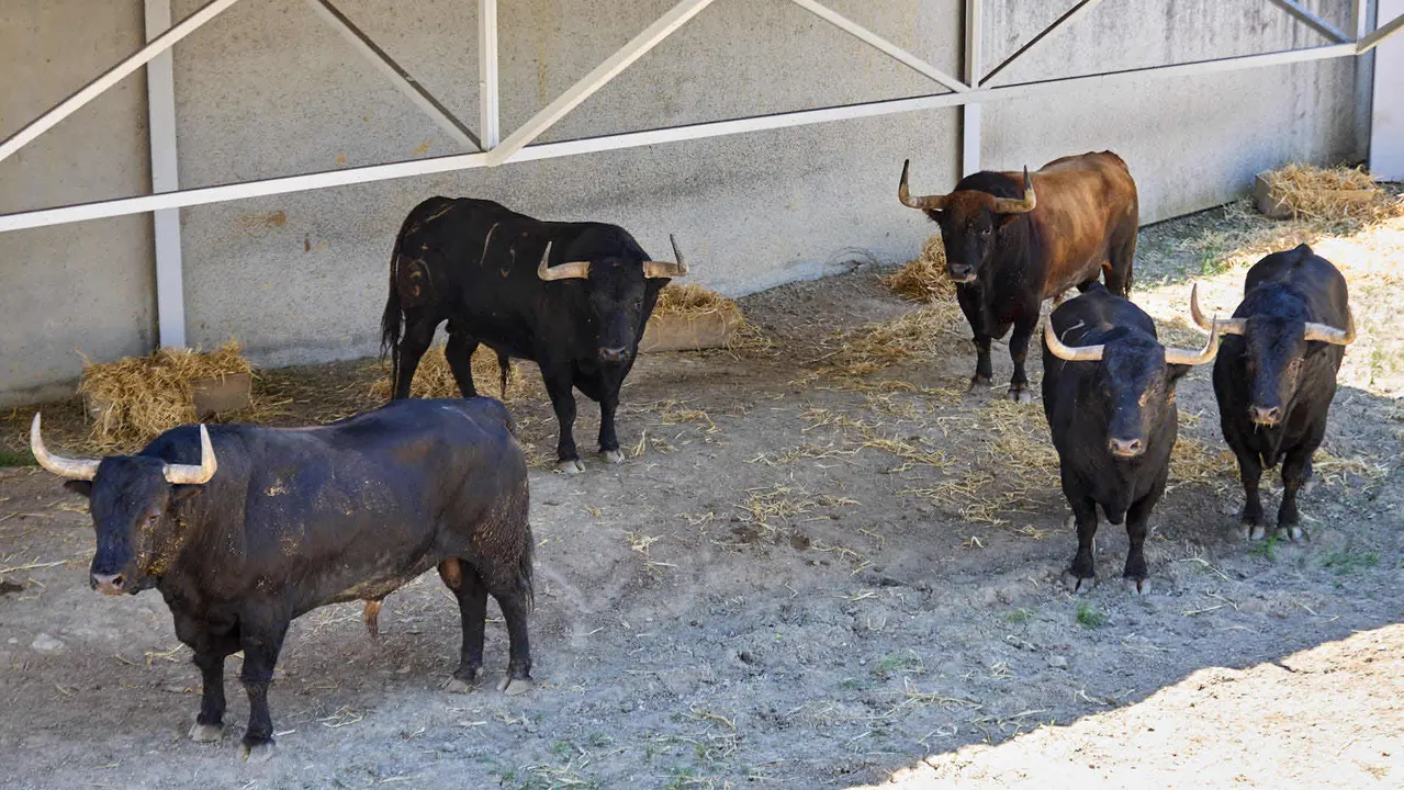 Toros de la ganadería de Fuente Ymbro (encierro del 7 de julio) en los Corrales del Gas preparados para San Fermín 2025. IÑIGO ALZUGARAY