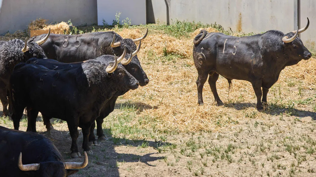 Toros de la ganadería de Fuente Ymbro (encierro del 7 de julio) en los Corrales del Gas preparados para San Fermín 2025. IÑIGO ALZUGARAY