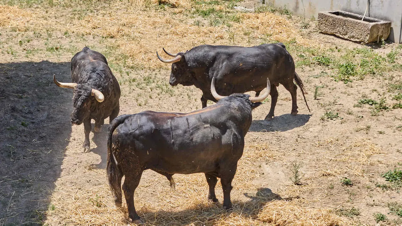 Toros de la ganadería de Fuente Ymbro (encierro del 7 de julio) en los Corrales del Gas preparados para San Fermín 2025. IÑIGO ALZUGARAY