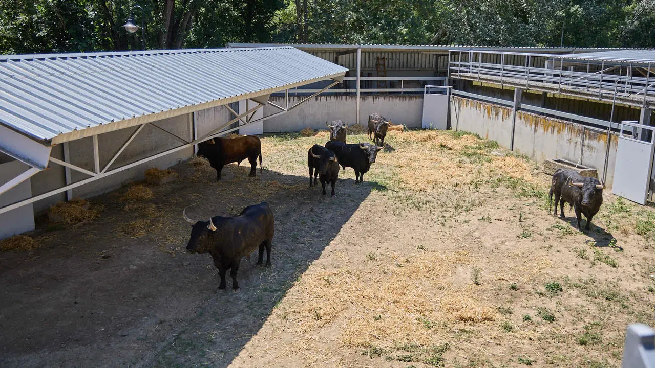 Toros de la ganadería de Fuente Ymbro (encierro del 7 de julio) en los Corrales del Gas preparados para San Fermín 2025. IÑIGO ALZUGARAY