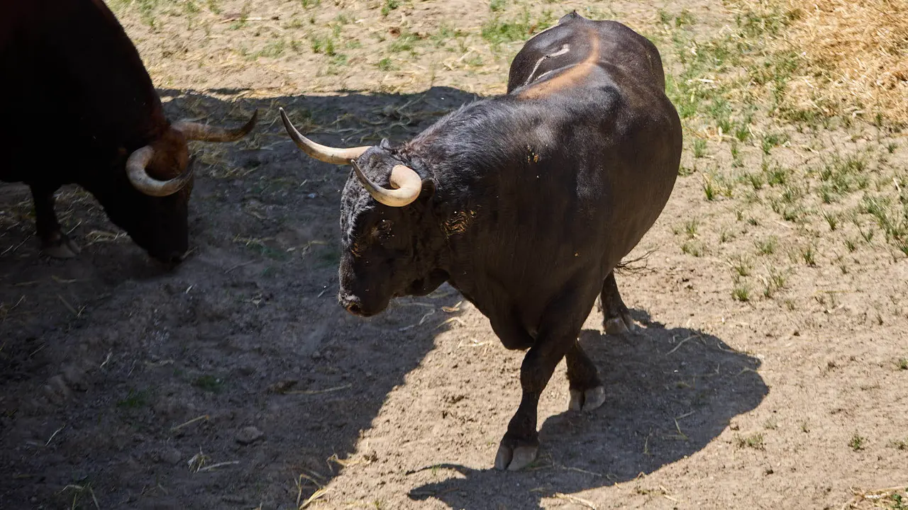 Toros de la ganadería de Fuente Ymbro (encierro del 7 de julio) en los Corrales del Gas preparados para San Fermín 2025. IÑIGO ALZUGARAY