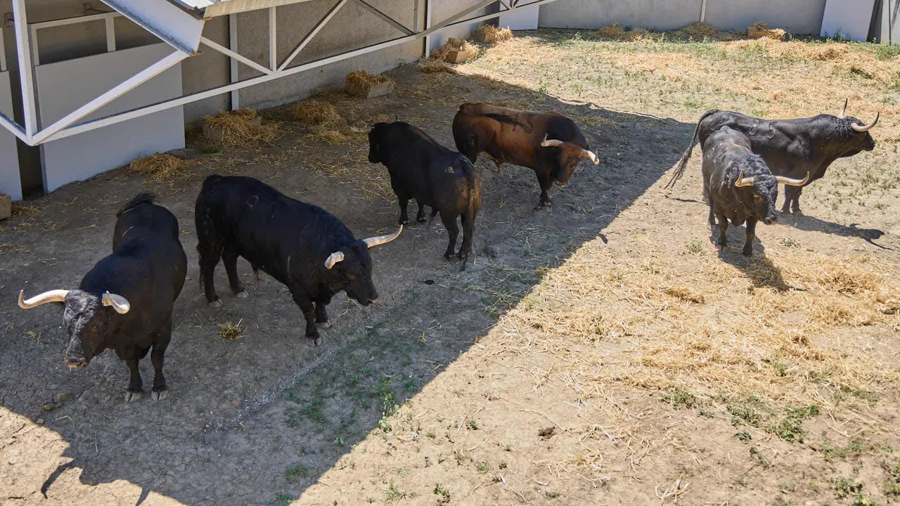 Toros de la ganadería de Fuente Ymbro (encierro del 7 de julio) en los Corrales del Gas preparados para San Fermín 2025. IÑIGO ALZUGARAY