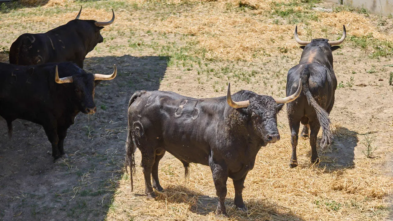 Toros de la ganadería de Fuente Ymbro (encierro del 7 de julio) en los Corrales del Gas preparados para San Fermín 2025. IÑIGO ALZUGARAY