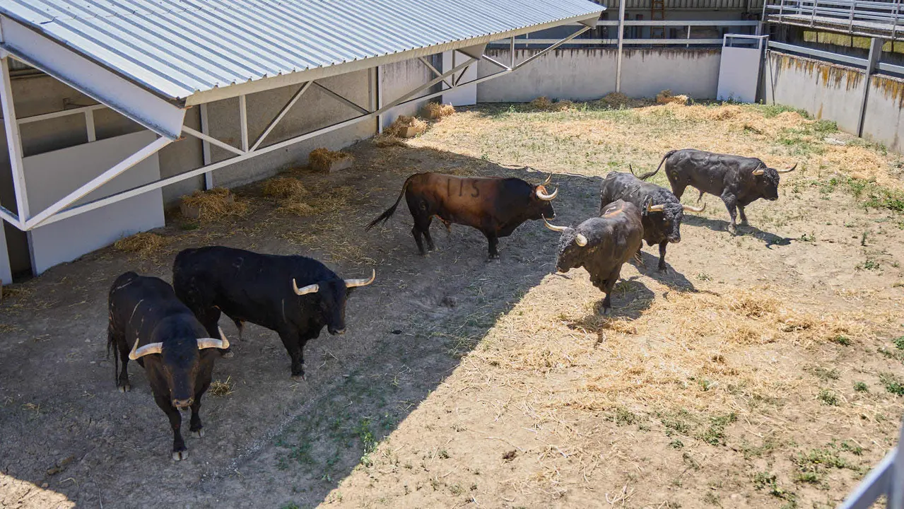 Toros de la ganadería de Fuente Ymbro (encierro del 7 de julio) en los Corrales del Gas preparados para San Fermín 2025. IÑIGO ALZUGARAY