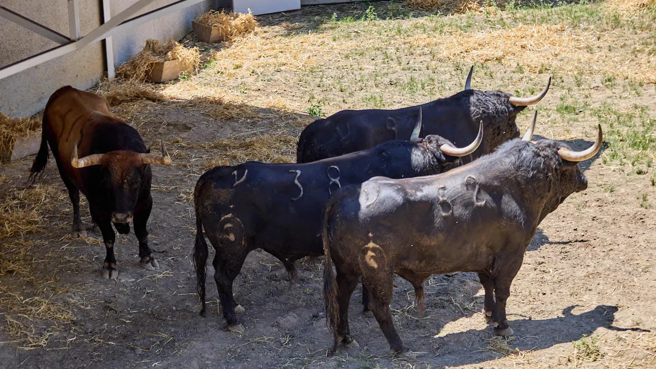 Toros de la ganadería de Fuente Ymbro (encierro del 7 de julio) en los Corrales del Gas preparados para San Fermín 2025. IÑIGO ALZUGARAY