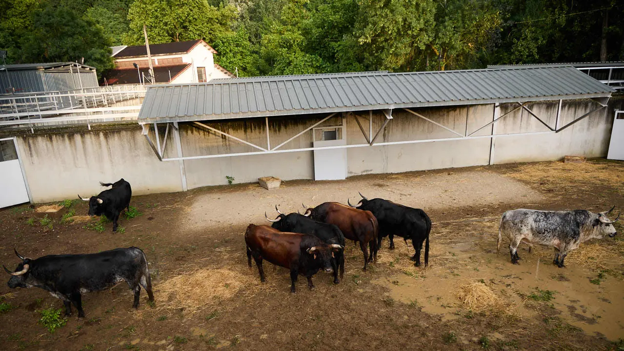 Toros de la ganadería de Cebada Gago (encierro del 8 de julio) en los Corrales del Gas preparados para San Fermín 2025. IÑIGO ALZUGARAY