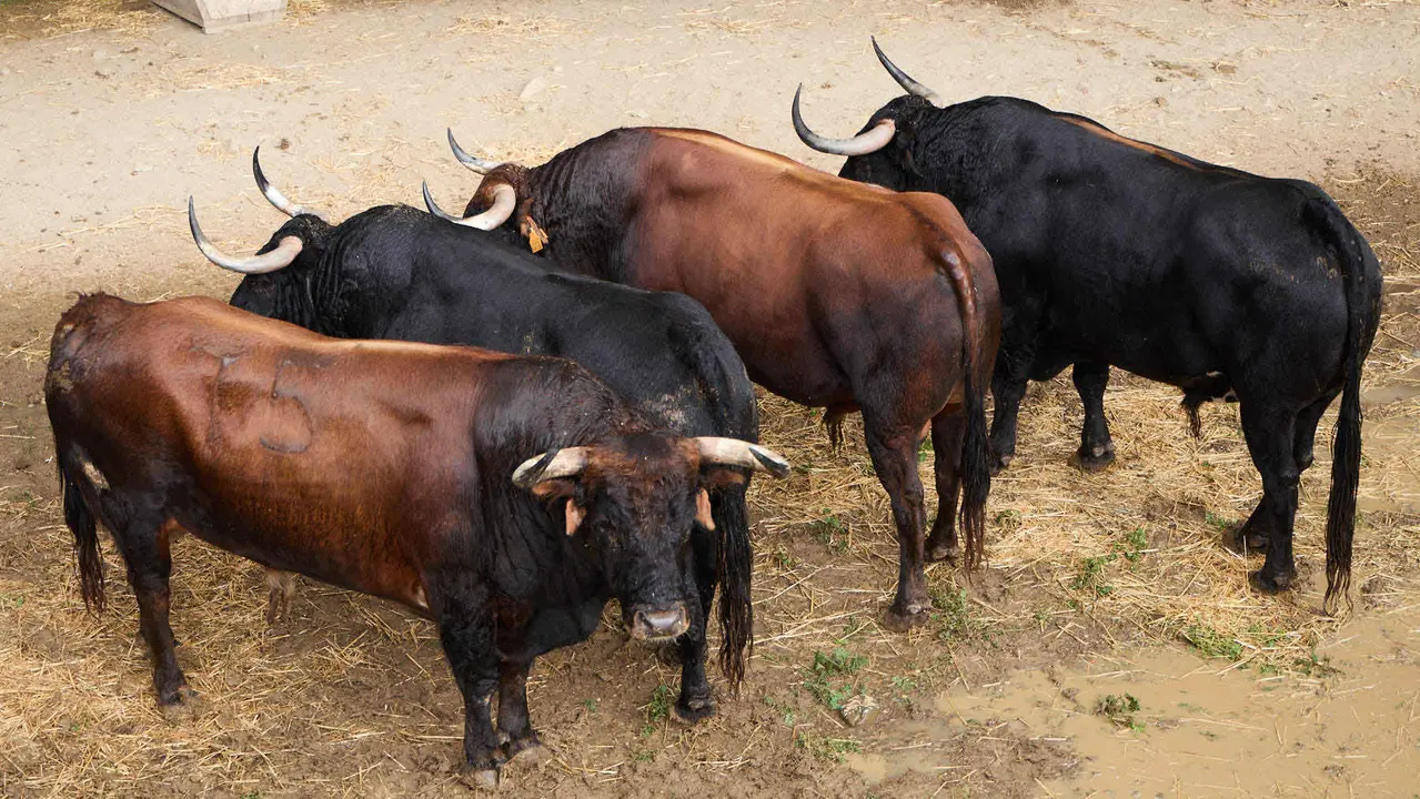 Toros de la ganadería de Cebada Gago (encierro del 8 de julio) en los Corrales del Gas preparados para San Fermín 2025. IÑIGO ALZUGARAY