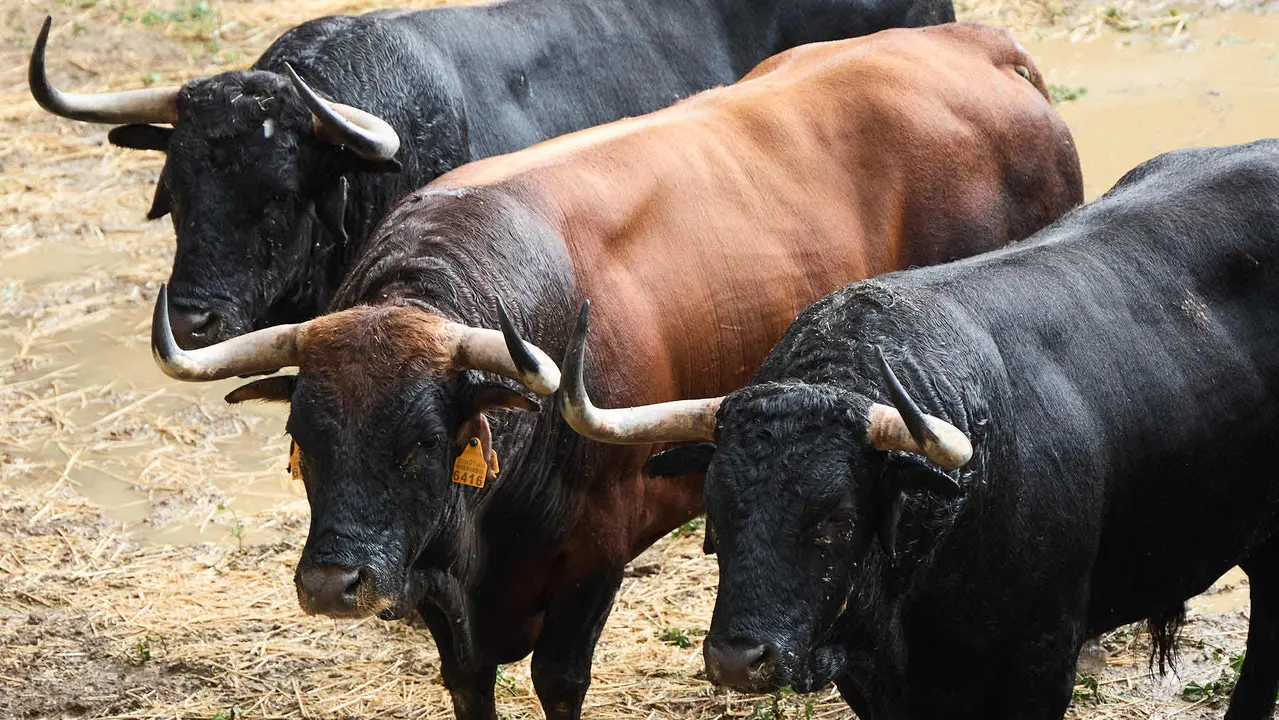 Toros de la ganadería de Cebada Gago (encierro del 8 de julio) en los Corrales del Gas preparados para San Fermín 2025. IÑIGO ALZUGARAY
