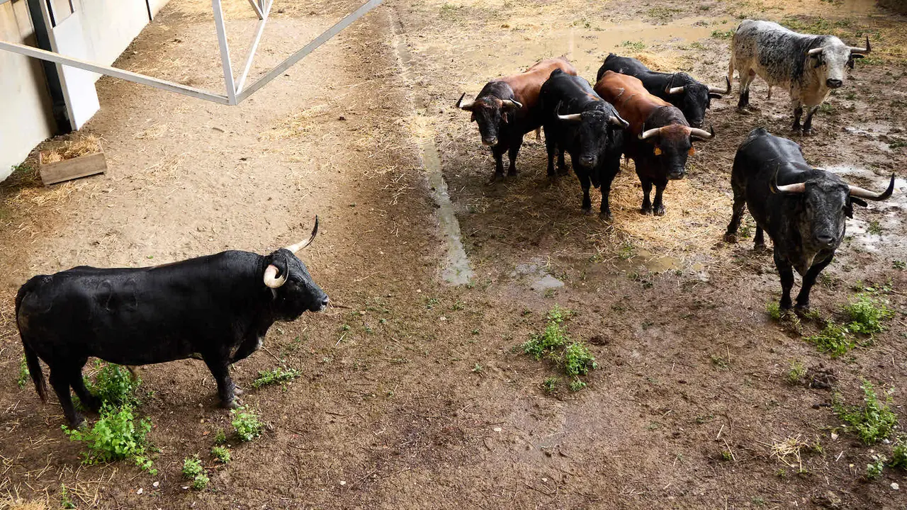 Toros de la ganadería de Cebada Gago (encierro del 8 de julio) en los Corrales del Gas preparados para San Fermín 2025. IÑIGO ALZUGARAY