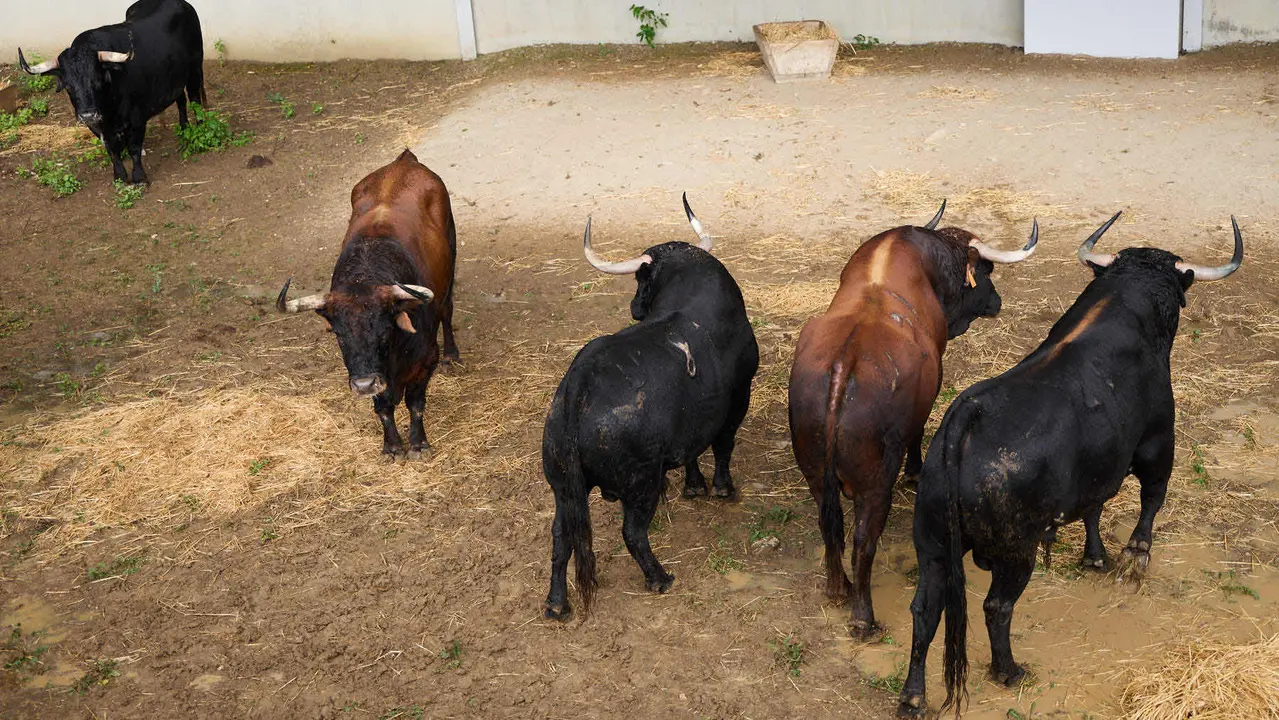 Toros de la ganadería de Cebada Gago (encierro del 8 de julio) en los Corrales del Gas preparados para San Fermín 2025. IÑIGO ALZUGARAY