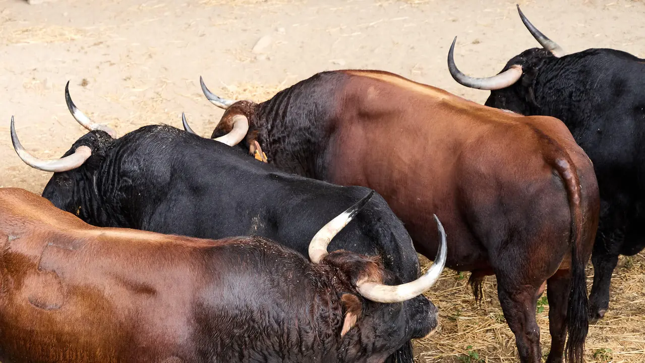 Toros de la ganadería de Cebada Gago (encierro del 8 de julio) en los Corrales del Gas preparados para San Fermín 2025. IÑIGO ALZUGARAY