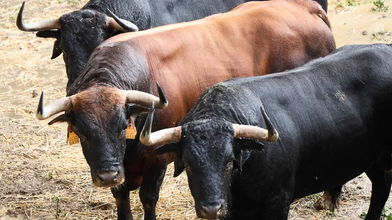 Toros de la ganadería de Cebada Gago (encierro del 8 de julio) en los Corrales del Gas preparados para San Fermín 2025. IÑIGO ALZUGARAY