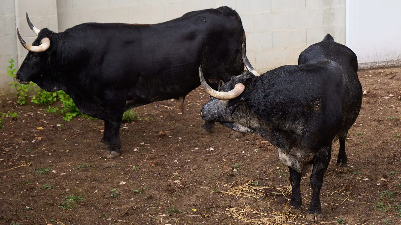 Toros de la ganadería de Cebada Gago (encierro del 8 de julio) en los Corrales del Gas preparados para San Fermín 2025. IÑIGO ALZUGARAY