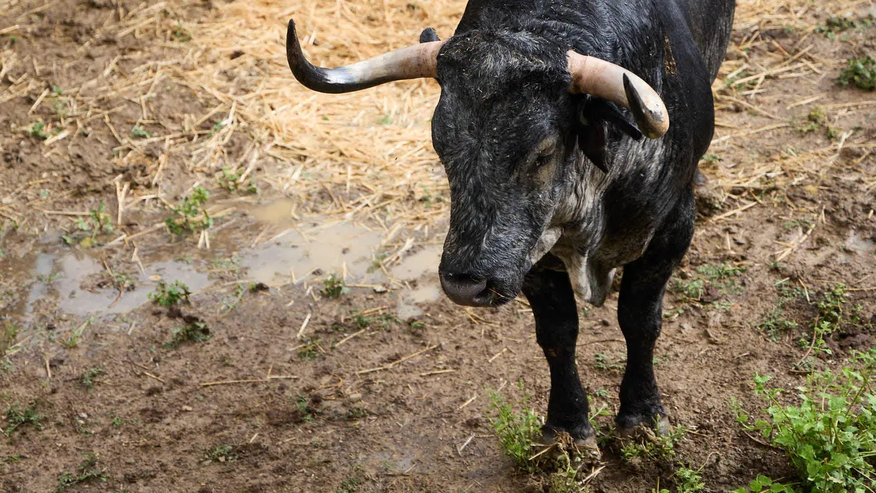 Toros de la ganadería de Cebada Gago (encierro del 8 de julio) en los Corrales del Gas preparados para San Fermín 2025. IÑIGO ALZUGARAY