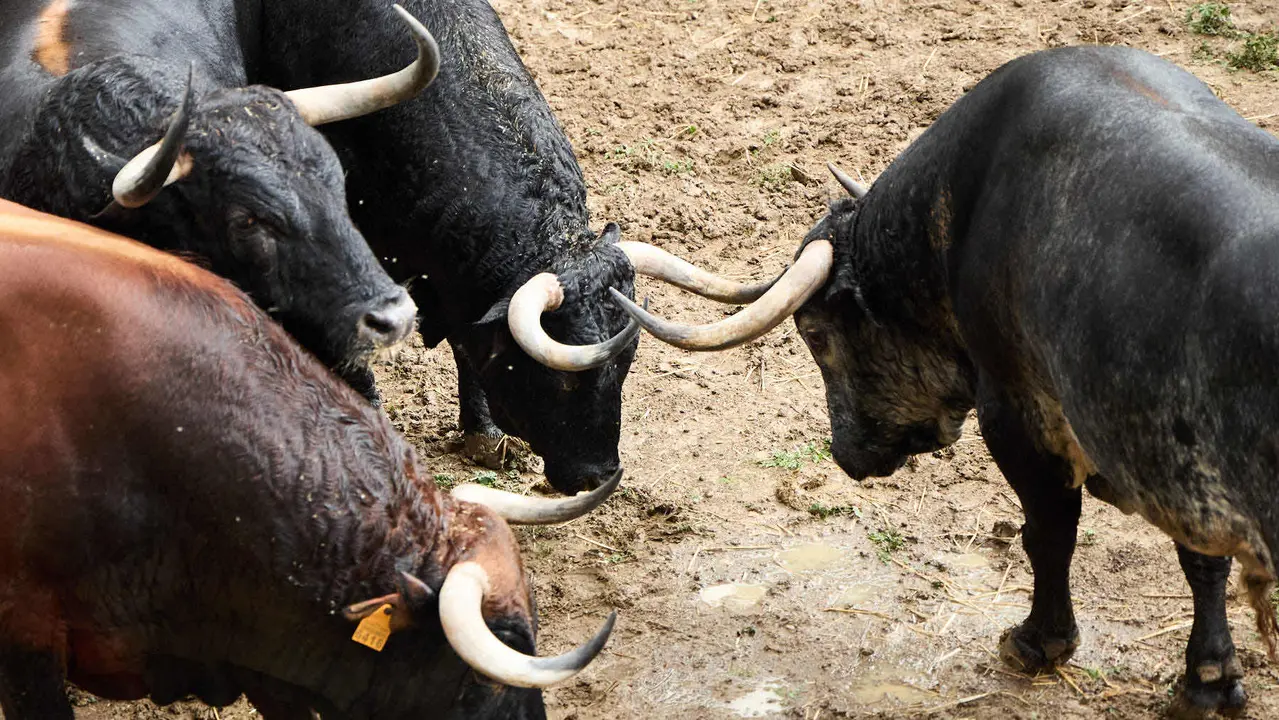 Toros de la ganadería de Cebada Gago (encierro del 8 de julio) en los Corrales del Gas preparados para San Fermín 2025. IÑIGO ALZUGARAY