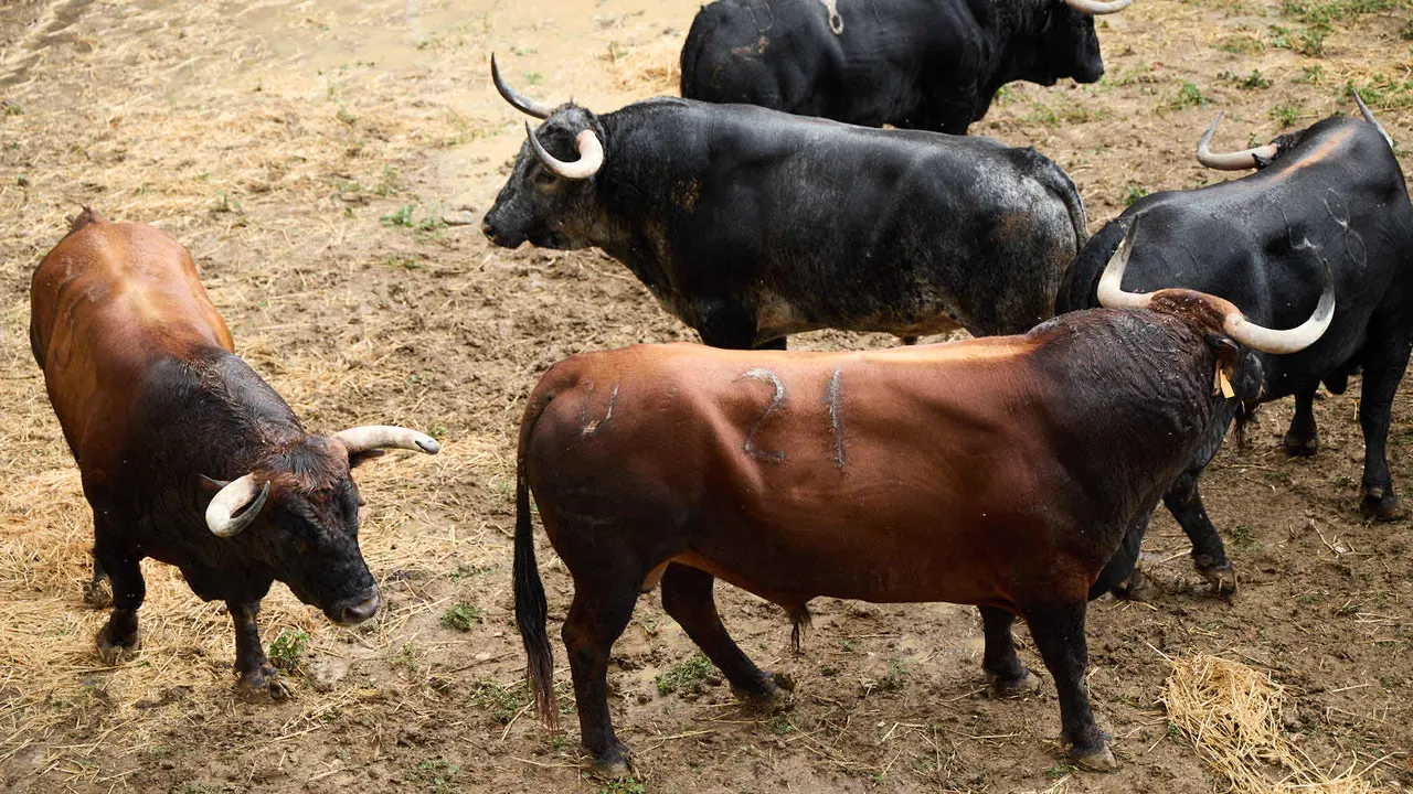 Toros de la ganadería de Cebada Gago (encierro del 8 de julio) en los Corrales del Gas preparados para San Fermín 2025. IÑIGO ALZUGARAY