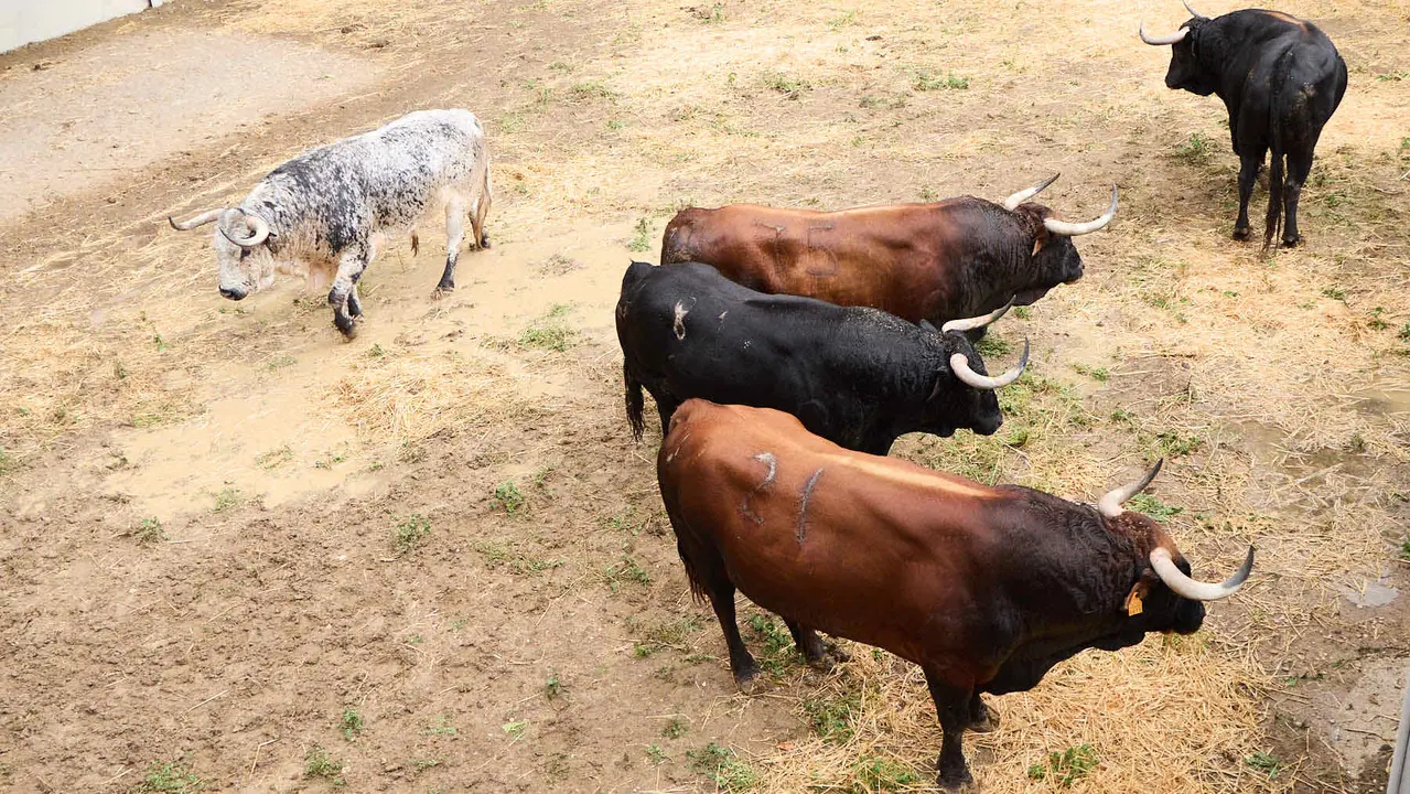 Toros de la ganadería de Cebada Gago (encierro del 8 de julio) en los Corrales del Gas preparados para San Fermín 2025. IÑIGO ALZUGARAY