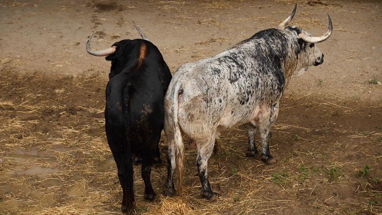 Toros de la ganadería de Cebada Gago (encierro del 8 de julio) en los Corrales del Gas preparados para San Fermín 2025. IÑIGO ALZUGARAY