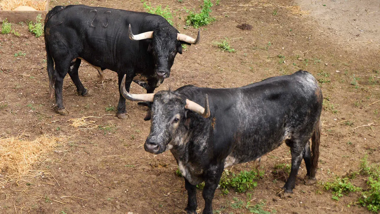 Toros de la ganadería de Cebada Gago (encierro del 8 de julio) en los Corrales del Gas preparados para San Fermín 2025. IÑIGO ALZUGARAY