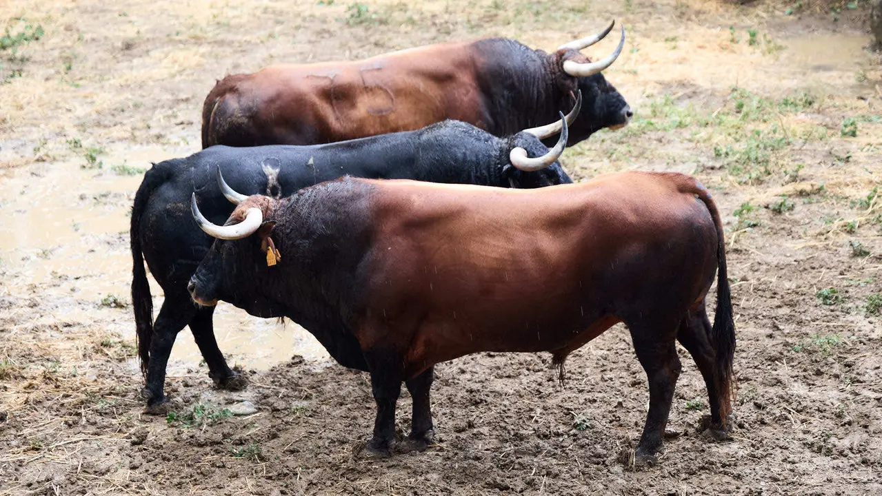 Toros de la ganadería de Cebada Gago (encierro del 8 de julio) en los Corrales del Gas preparados para San Fermín 2025. IÑIGO ALZUGARAY