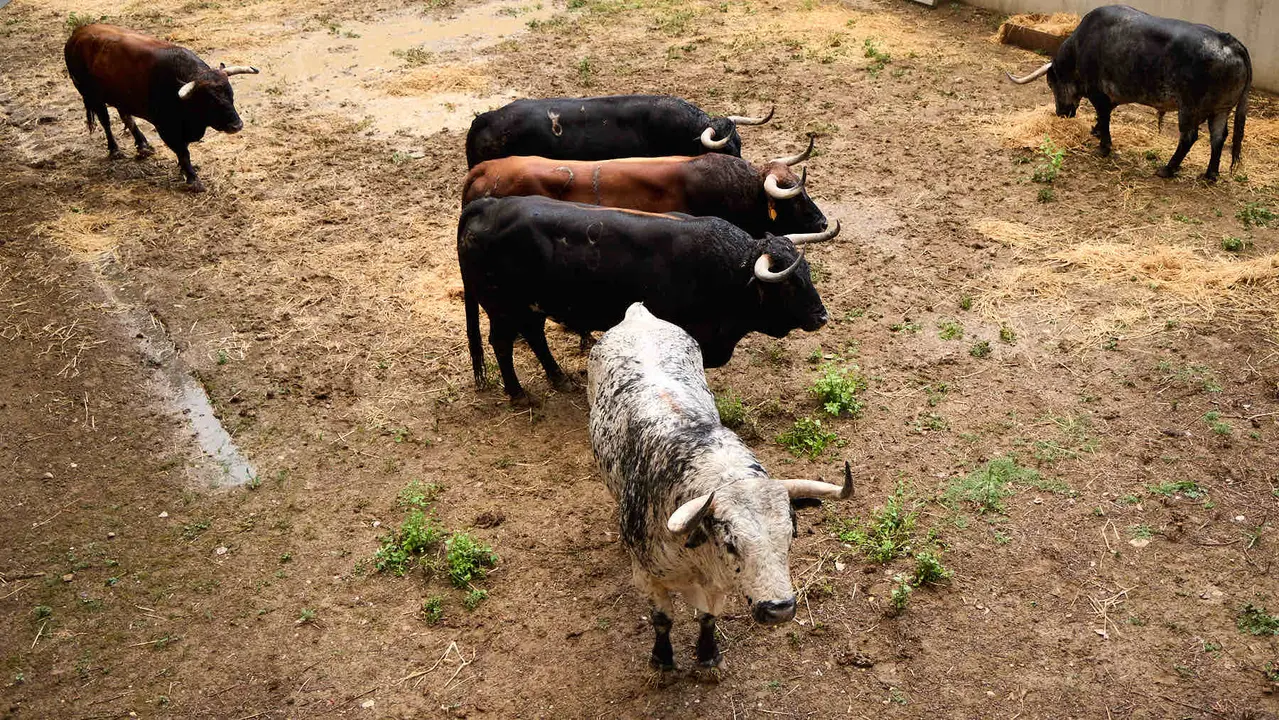 Toros de la ganadería de Cebada Gago (encierro del 8 de julio) en los Corrales del Gas preparados para San Fermín 2025. IÑIGO ALZUGARAY