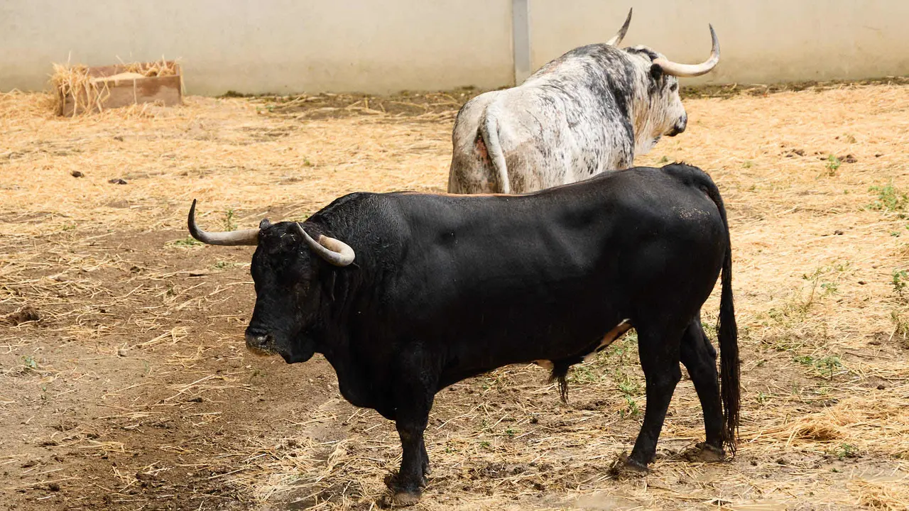 Toros de la ganadería de Cebada Gago (encierro del 8 de julio) en los Corrales del Gas preparados para San Fermín 2025. IÑIGO ALZUGARAY