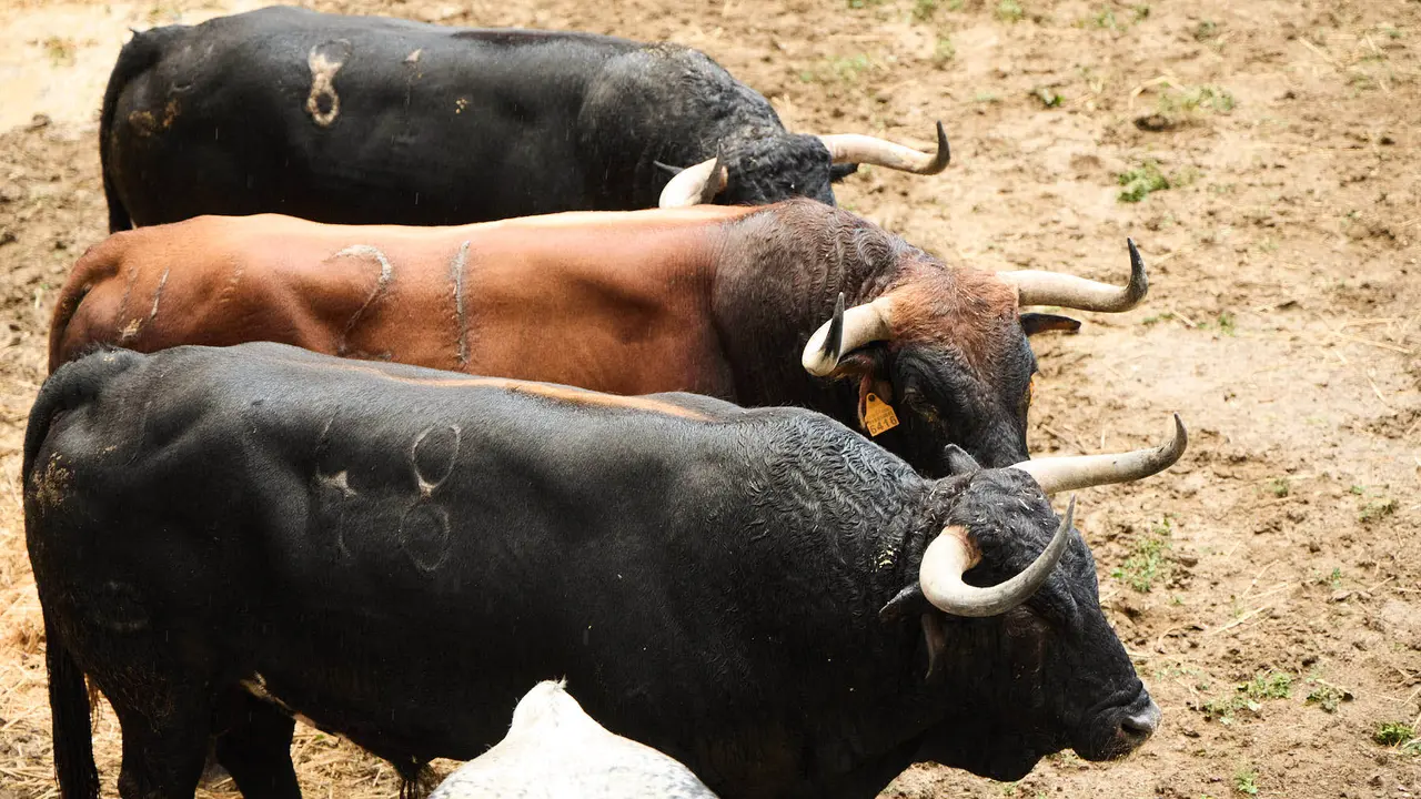 Toros de la ganadería de Cebada Gago (encierro del 8 de julio) en los Corrales del Gas preparados para San Fermín 2025. IÑIGO ALZUGARAY