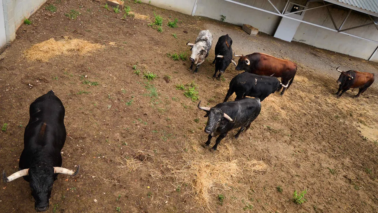 Toros de la ganadería de Cebada Gago (encierro del 8 de julio) en los Corrales del Gas preparados para San Fermín 2025. IÑIGO ALZUGARAY