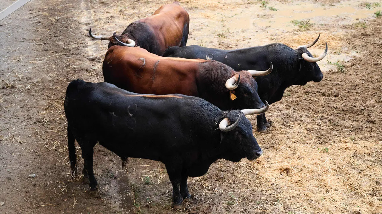 Toros de la ganadería de Cebada Gago (encierro del 8 de julio) en los Corrales del Gas preparados para San Fermín 2025. IÑIGO ALZUGARAY