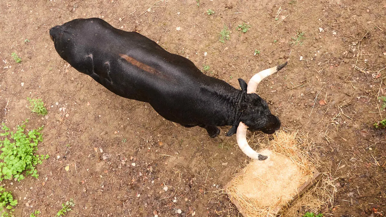 Toros de la ganadería de Cebada Gago (encierro del 8 de julio) en los Corrales del Gas preparados para San Fermín 2025. IÑIGO ALZUGARAY