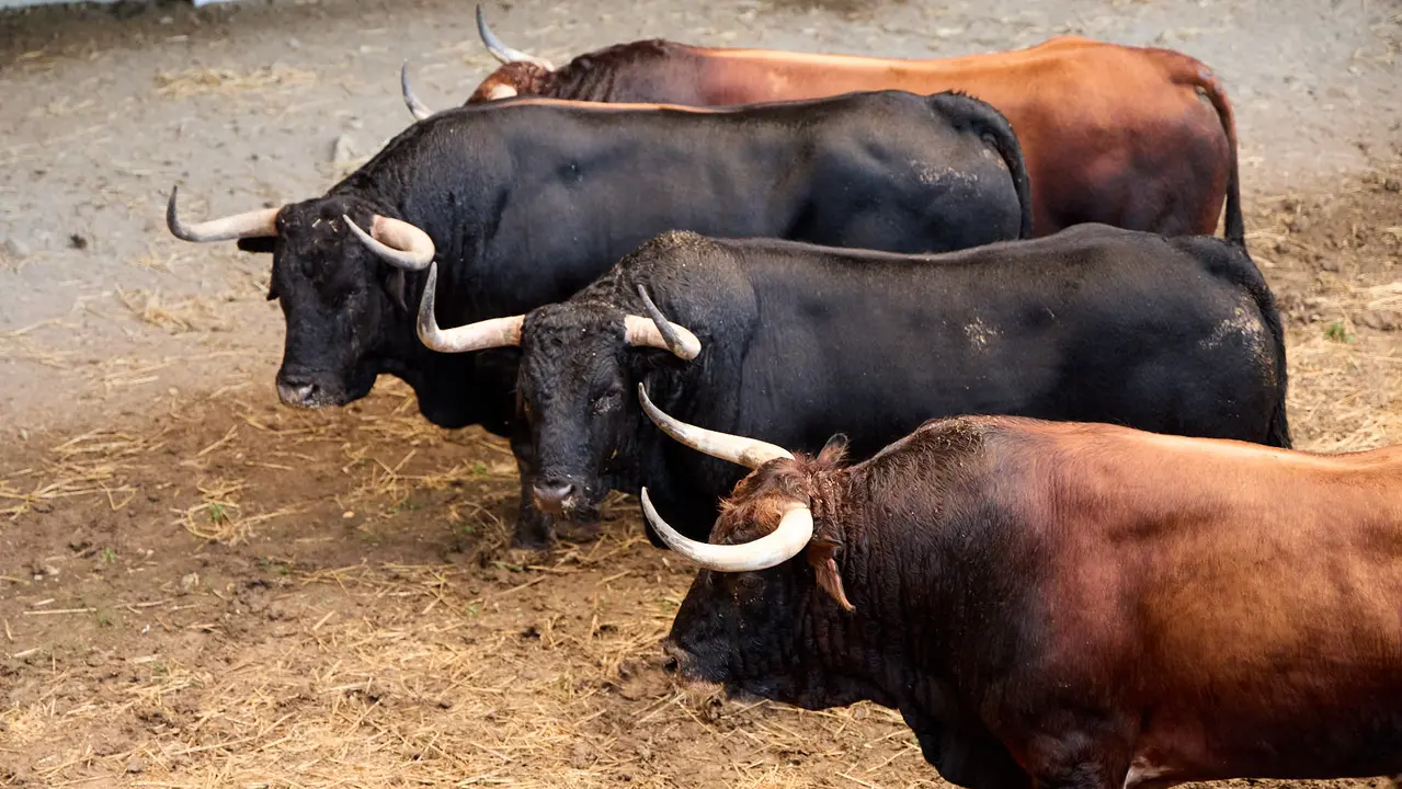 Toros de la ganadería de Cebada Gago (encierro del 8 de julio) en los Corrales del Gas preparados para San Fermín 2025. IÑIGO ALZUGARAY
