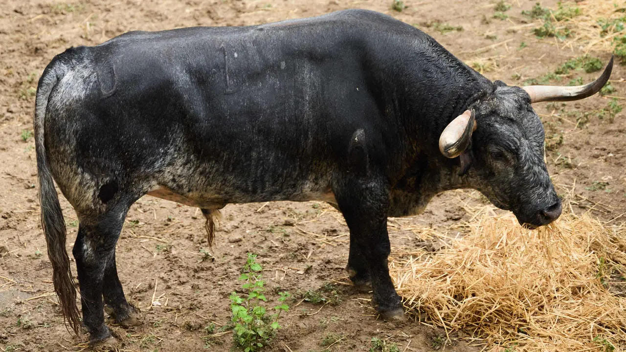 El toro 'Campero' (nº 1) de la ganadería de Cebada Gago (8 de julio), cárdeno, y de 545 kilos de peso, en los Corrales del Gas de Pamplona para San Fermín 2025. IÑIGO ALZUGARAY