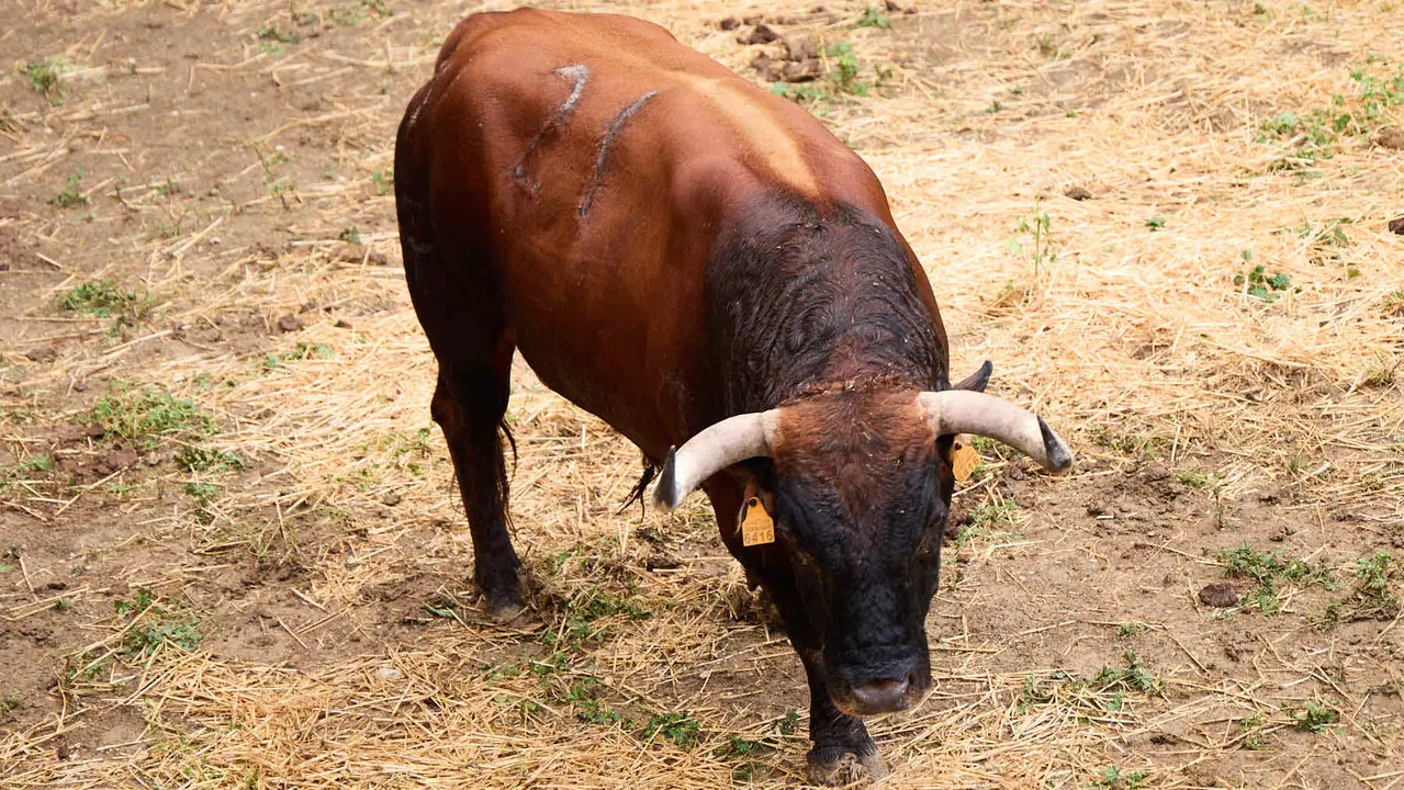 El toro 'Puntero' (nº 21) de la ganadería de Cebada Gago (8 de julio), castaño claro, y de 570 kilos de peso, en los Corrales del Gas de Pamplona para San Fermín 2025. IÑIGO ALZUGARAY