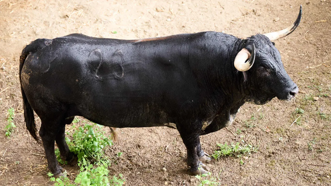 El toro 'Caminante' (nº 23) de la ganadería de Cebada Gago (8 de julio), negro entrepelado bragado corrido meano, y de 575 kilos de peso, en los Corrales del Gas de Pamplona para San Fermín 2025. IÑIGO ALZUGARAY