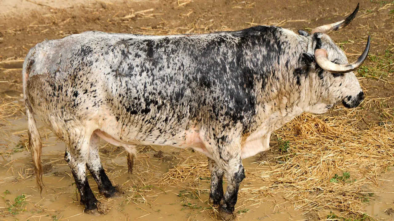 El toro 'Lioso' (nº 24) de la ganadería de Cebada Gago (8 de julio), cárdeno claro, y de 580 kilos de peso, en los Corrales del Gas de Pamplona para San Fermín 2025. IÑIGO ALZUGARAY