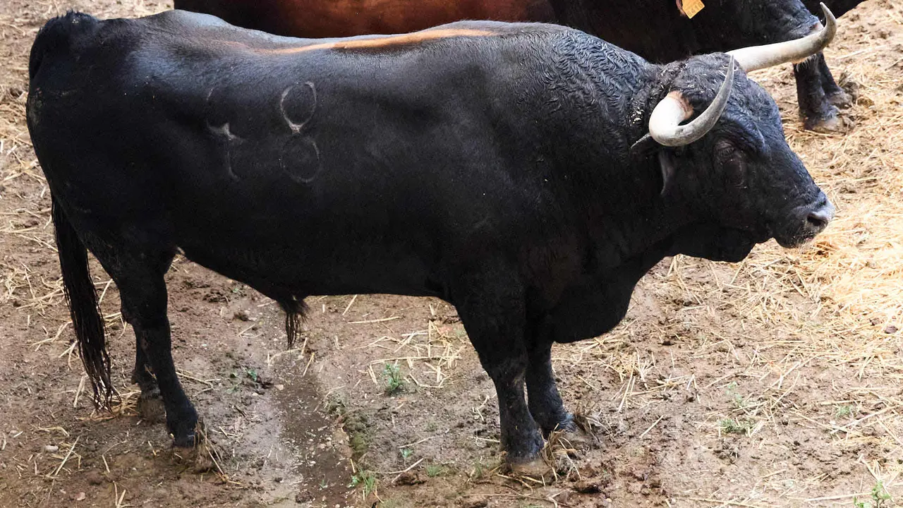 El toro 'Pintado' (nº 48) de la ganadería de Cebada Gago (8 de julio), negro listón bragado meano, y de 570 kilos de peso, en los Corrales del Gas de Pamplona para San Fermín 2025. IÑIGO ALZUGARAY