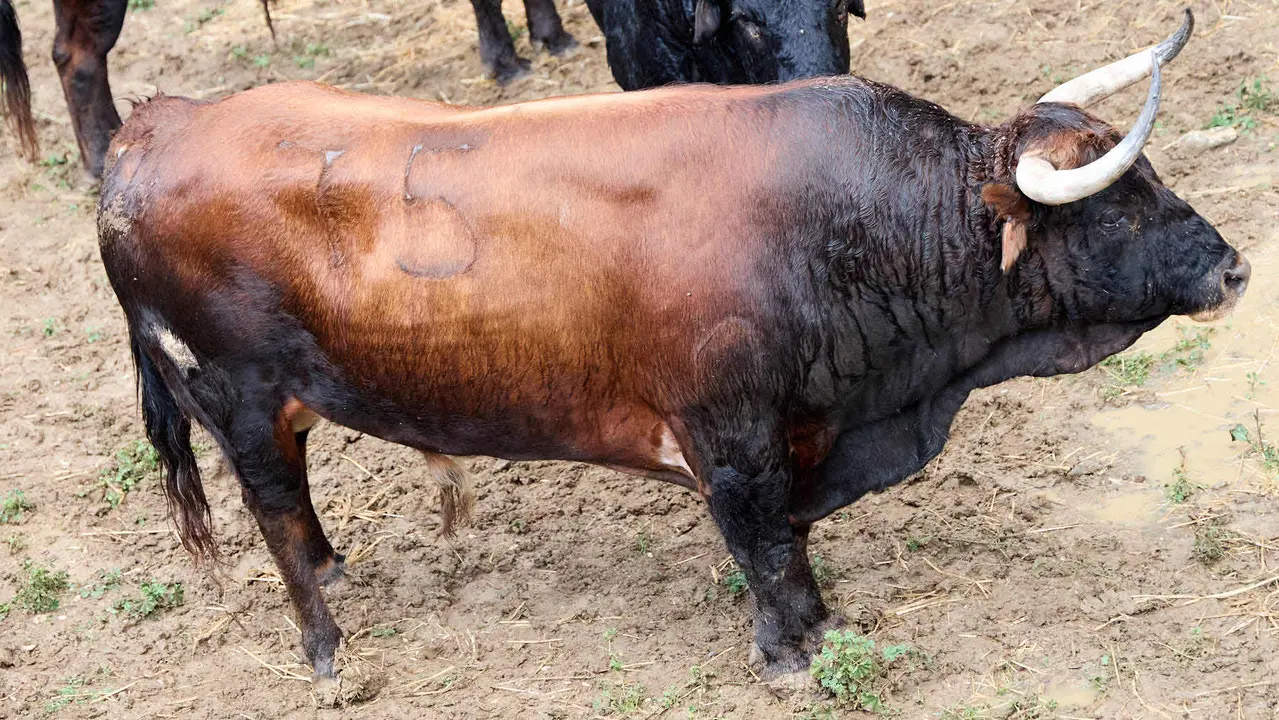 El toro 'Cacabelito' (nº 75) de la ganadería de Cebada Gago (8 de julio), castaño bragado, y de 555 kilos de peso, en los Corrales del Gas de Pamplona para San Fermín 2025. IÑIGO ALZUGARAY