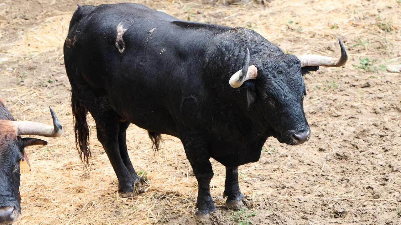 El toro 'Avanto' (nº 81) de la ganadería de Cebada Gago (8 de julio), negro, y de 545 kilos de peso, en los Corrales del Gas de Pamplona para San Fermín 2025. IÑIGO ALZUGARAY