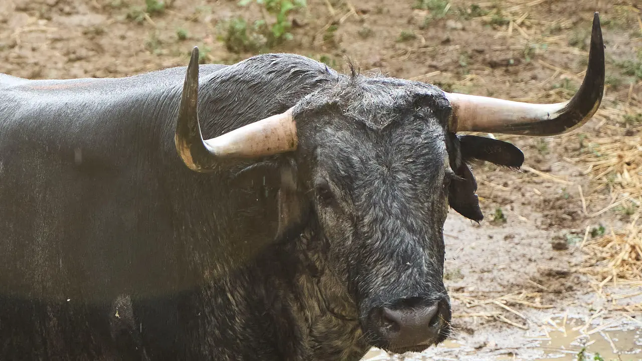 El toro 'Campero' (nº 1) de la ganadería de Cebada Gago (8 de julio), cárdeno, y de 545 kilos de peso, en los Corrales del Gas de Pamplona para San Fermín 2025. IÑIGO ALZUGARAY
