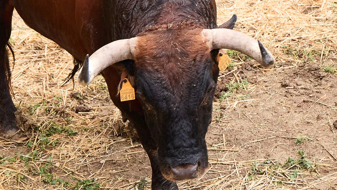 El toro 'Puntero' (nº 21) de la ganadería de Cebada Gago (8 de julio), castaño claro, y de 570 kilos de peso, en los Corrales del Gas de Pamplona para San Fermín 2025. IÑIGO ALZUGARAY