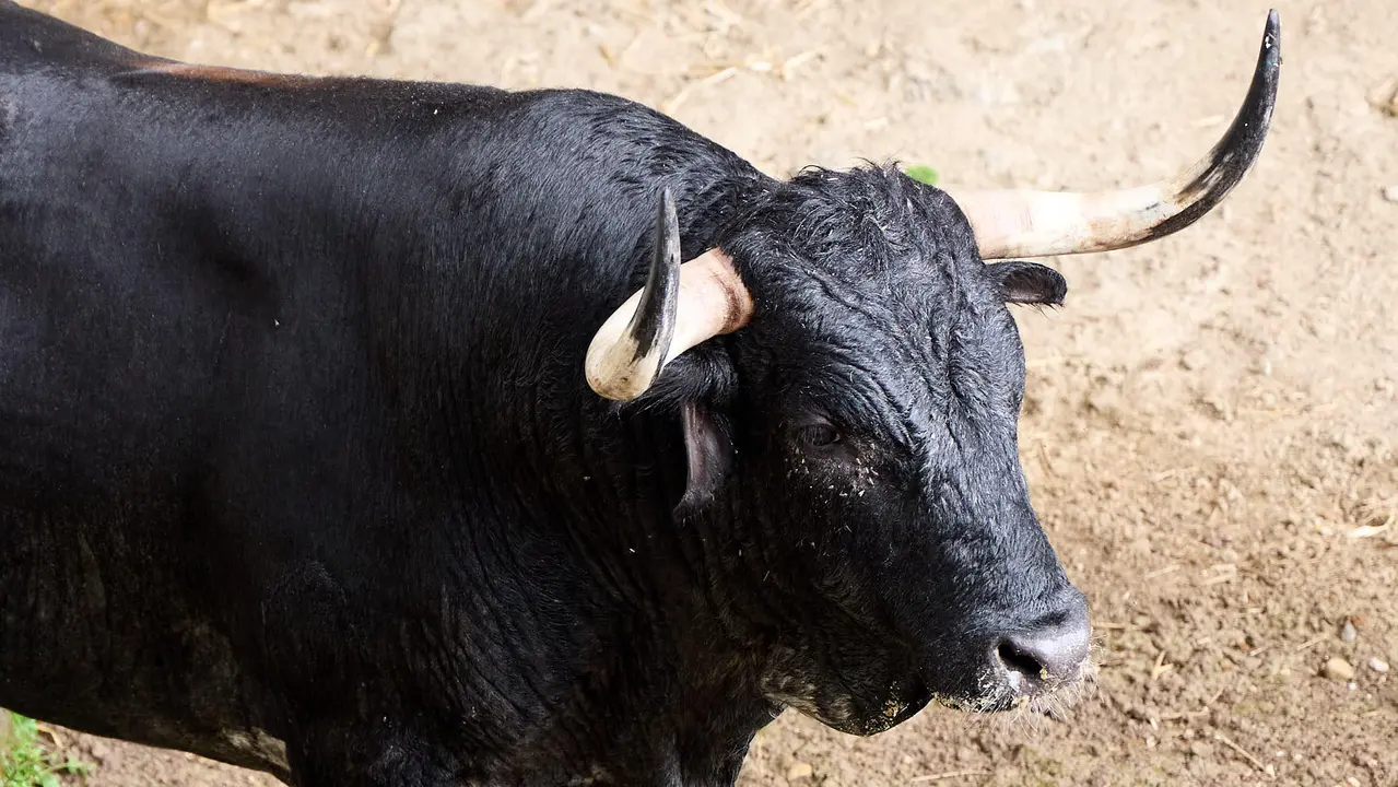 El toro 'Caminante' (nº 23) de la ganadería de Cebada Gago (8 de julio), negro entrepelado bragado corrido meano, y de 575 kilos de peso, en los Corrales del Gas de Pamplona para San Fermín 2025. IÑIGO ALZUGARAY