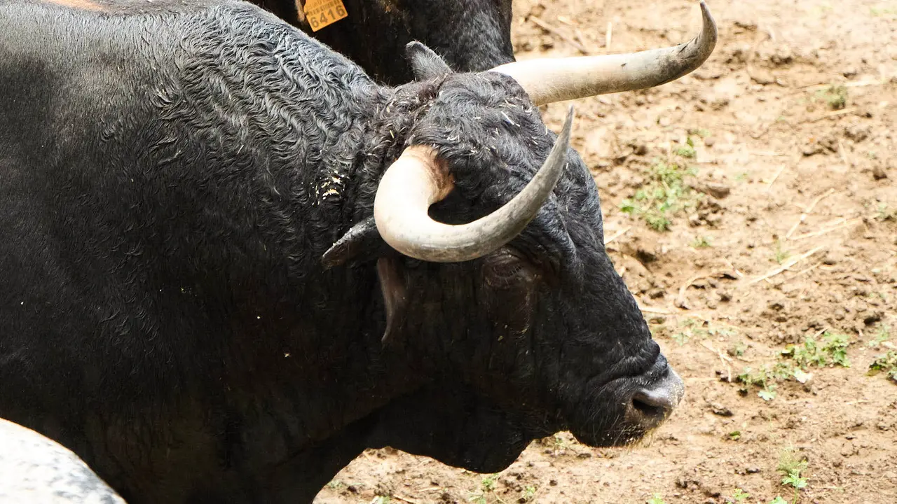 El toro 'Pintado' (nº 48) de la ganadería de Cebada Gago (8 de julio), negro listón bragado meano, y de 570 kilos de peso, en los Corrales del Gas de Pamplona para San Fermín 2025. IÑIGO ALZUGARAY